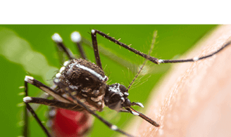 Mosquito