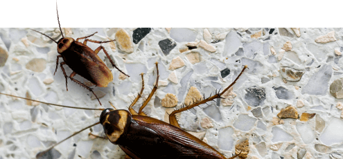 Cockroaches Skurring