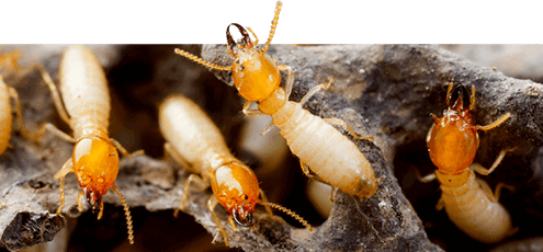 Termites